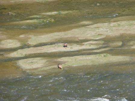 Sherwood Sandstone in Ribble from Penwortham Bridge (with ducks)